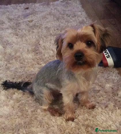 Yorkshire Terrier dogs in Irvine - Advert 1
