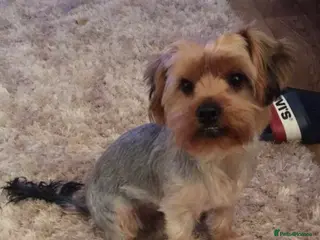 Yorkshire Terrier dogs Gorgeous Yorkshire terrier stud in Irvine - Advert 2