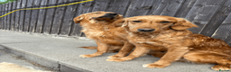 Golden Retriever dogs for sale: Working Golden Retrievers for sale - Advert 3