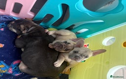 French Bulldog dogs for sale: KC REGISTERED FRENCH BULLDOG PUPPIES - Image 1