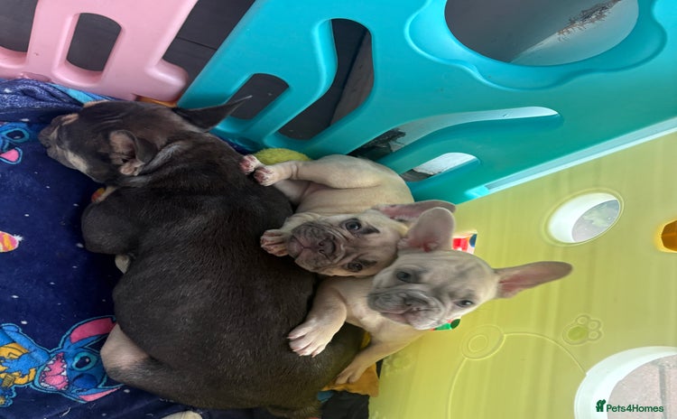 French Bulldog dogs - Advert 10