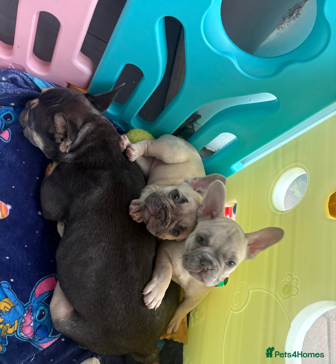 French Bulldog dogs for sale: KC REGISTERED FRENCH BULLDOG PUPPIES - Image 1