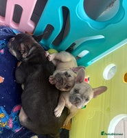 French Bulldog dogs - Advert 2