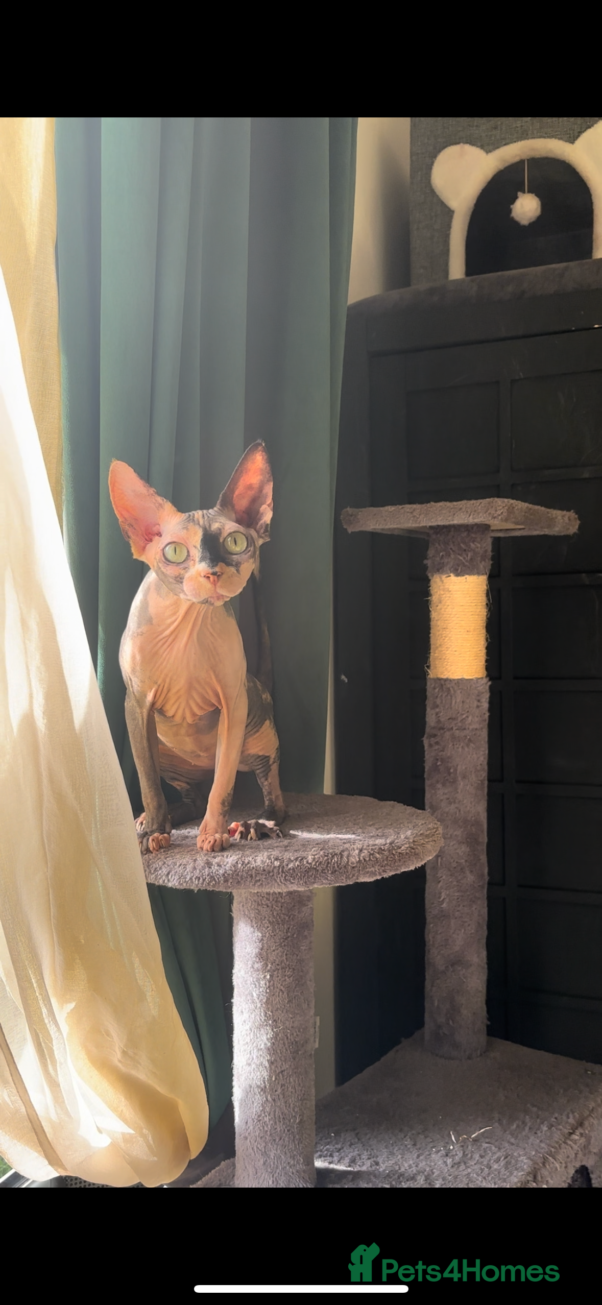 Sphynx cats Cat Von D - Advert 5