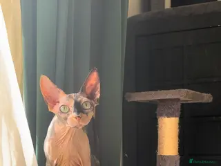 Sphynx cats Cat Von D - Advert 5