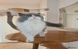 British Longhair cats for sale: Tica registered British Longhair Lady Rehome - Image 3