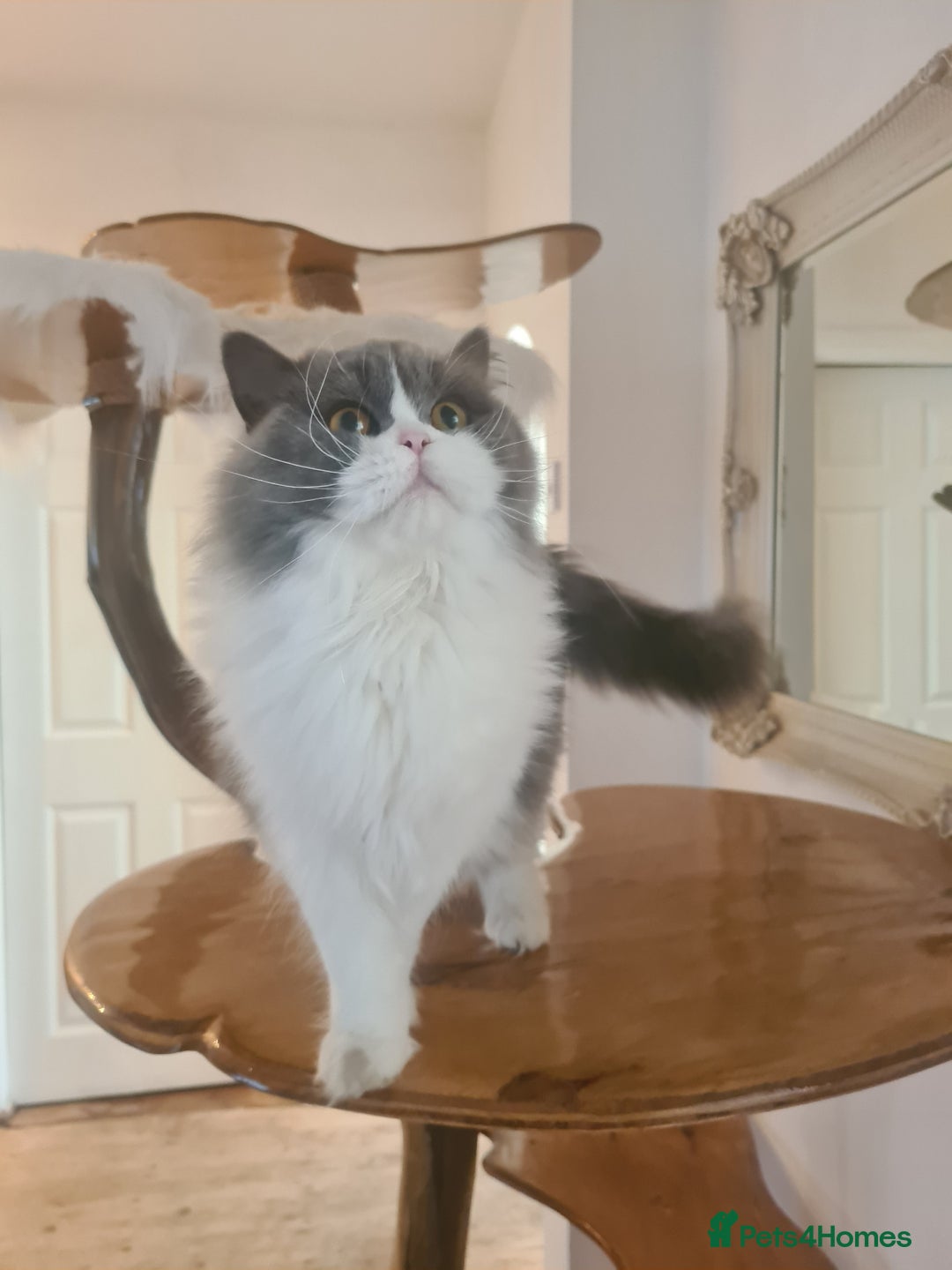 British Longhair cats for sale: Tica registered British Longhair Lady Rehome - Image 3