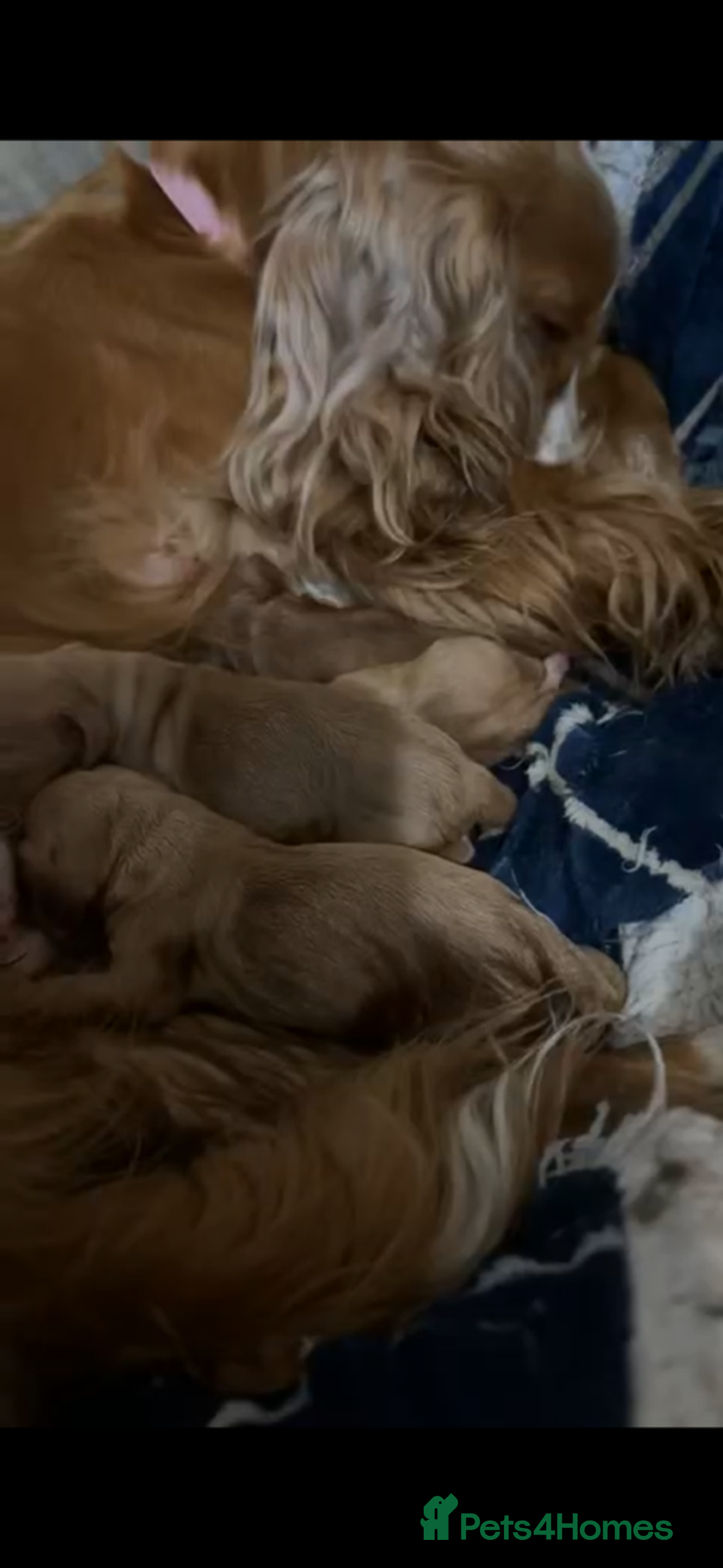 Cocker Spaniel dogs for sale: Gold show cocker pups ready now  - Image 7