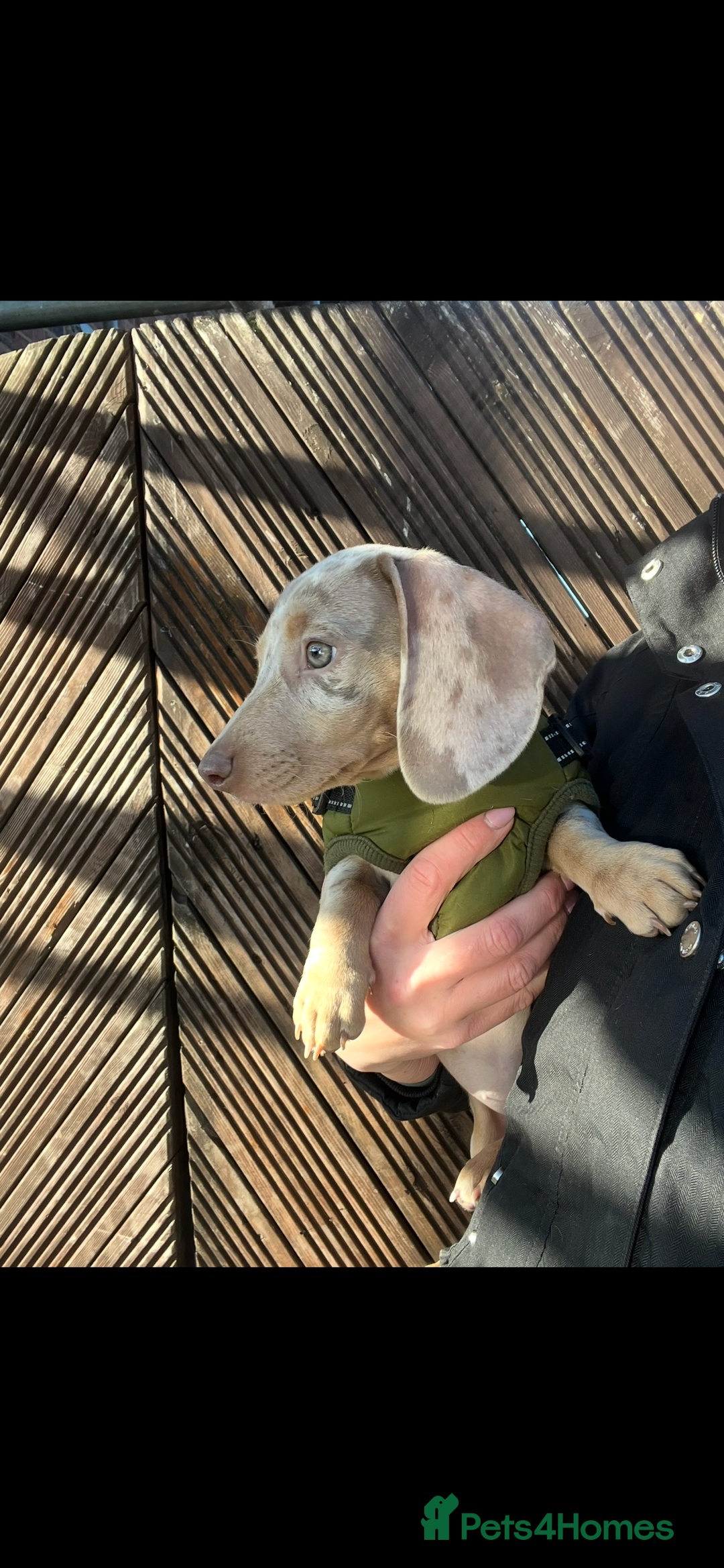 Miniature Dachshund dogs for sale: 1 Beautiful Kc reg Girl 💗 needs rehoming  - Advert 9