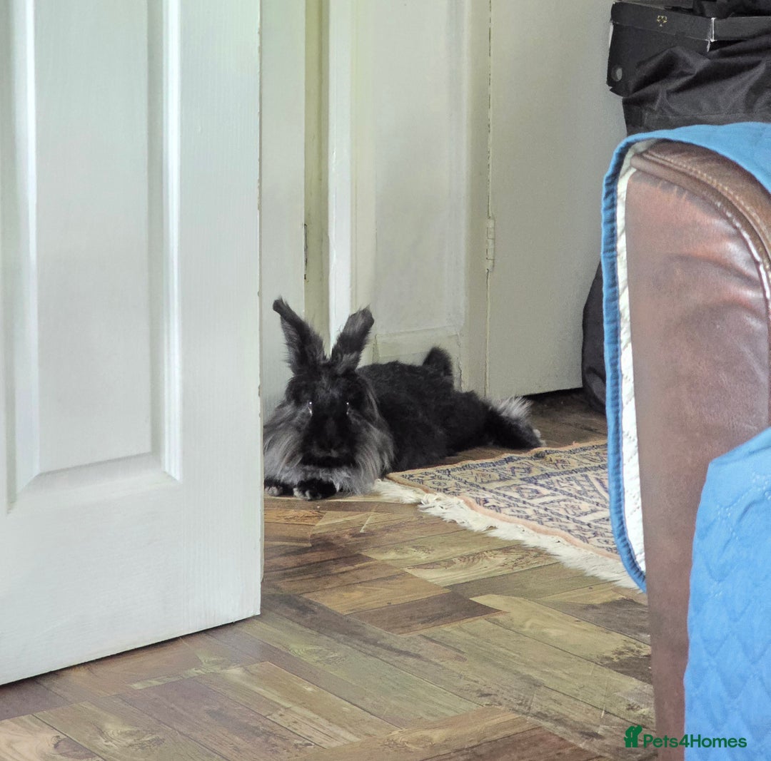 Mixed Breed rabbits for sale: 3 year old rabbit - Advert 3