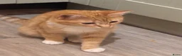 Mixed Breed cats for sale: Ginger and white beauty  - Advert 4