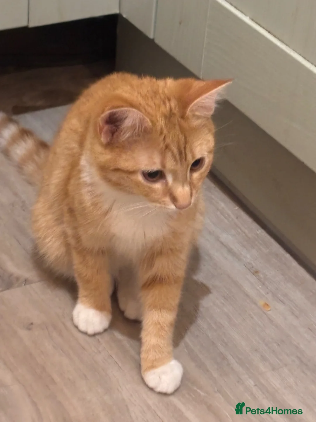 Mixed Breed cats for sale: Ginger and white beauty  - Advert 4
