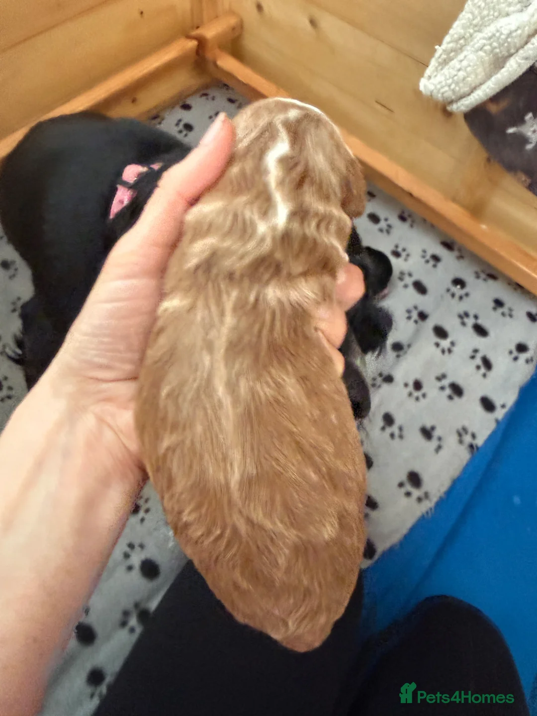 Cockapoo dogs for sale: F1 Cockapoo puppies for sale, 1 red, 2 brown - Advert 9