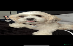 Zuchon dogs for sale: Dottie - 3 year old neutered Zuchon - Image 4