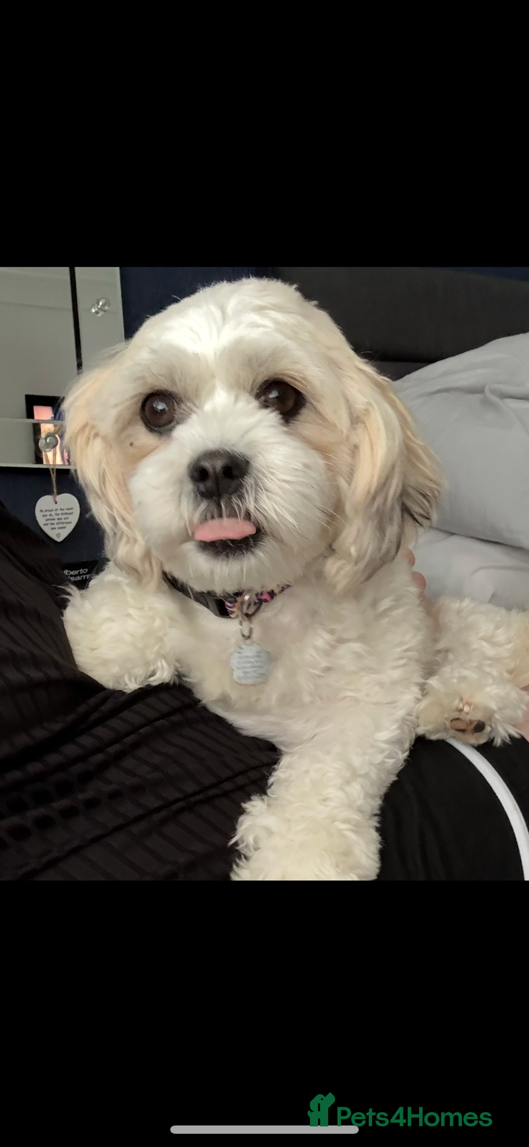 Zuchon dogs for sale: Dottie - 3 year old neutered Zuchon - Image 4