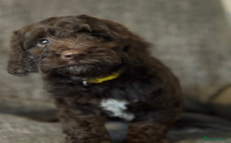 Cockapoo dogs - Advert 1