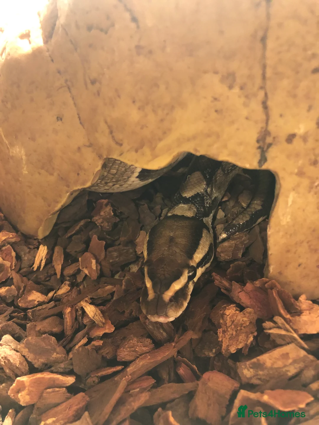 Python Snake reptiles for sale: Ball Python + Full Setup Included  in Basingstoke - Advert 5