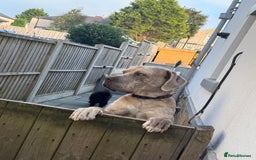 Mixed Breed dogs for sale: Simba - Large Breed - Image 4