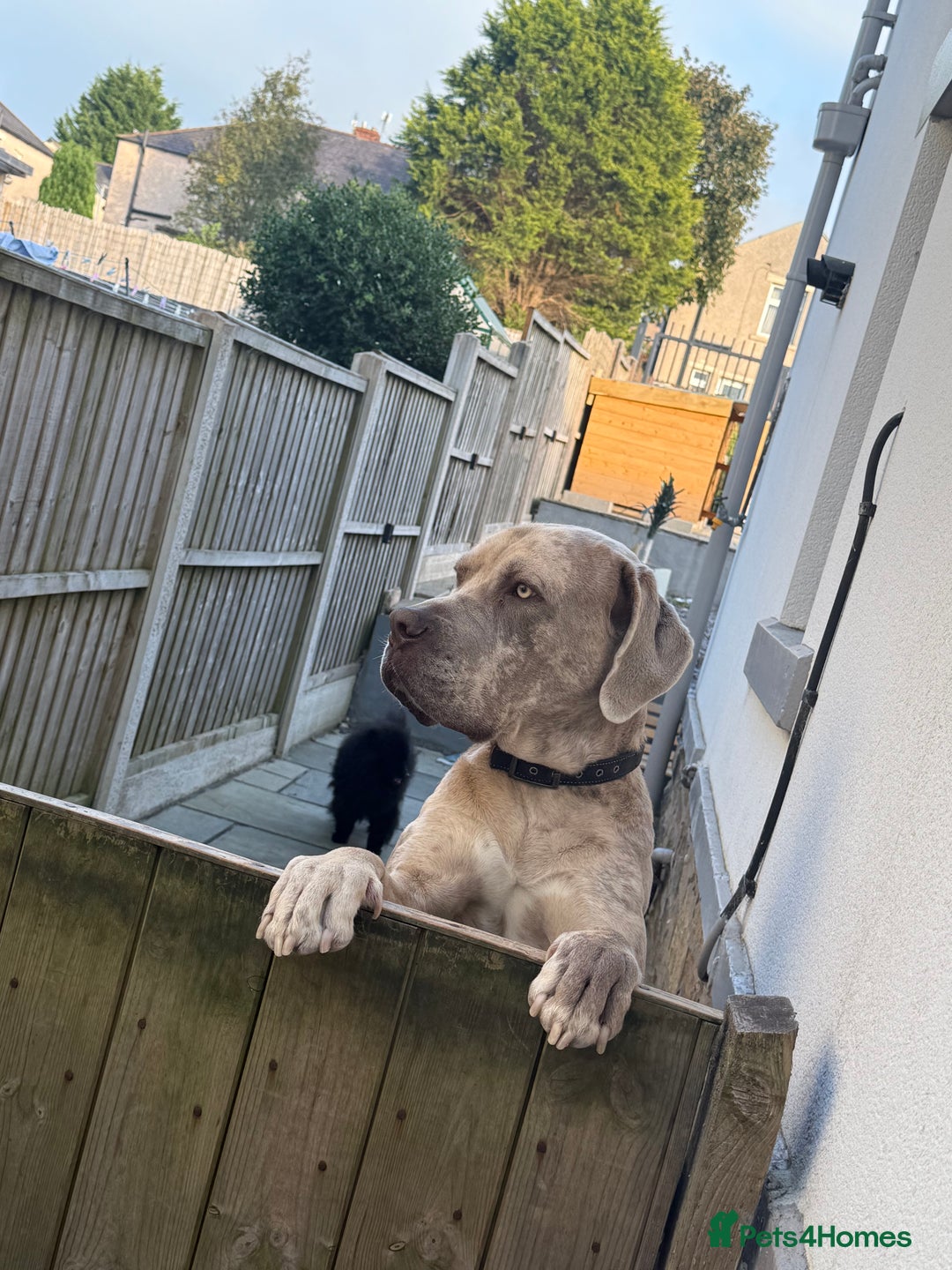 Mixed Breed dogs for sale: Simba - Large Breed - Image 4