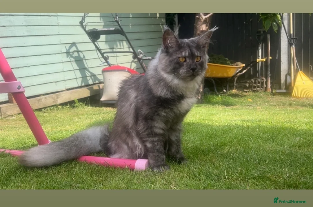 Maine Coon cats for sale: Active Black Smoke Shaded Queen For Sale - Advert 5