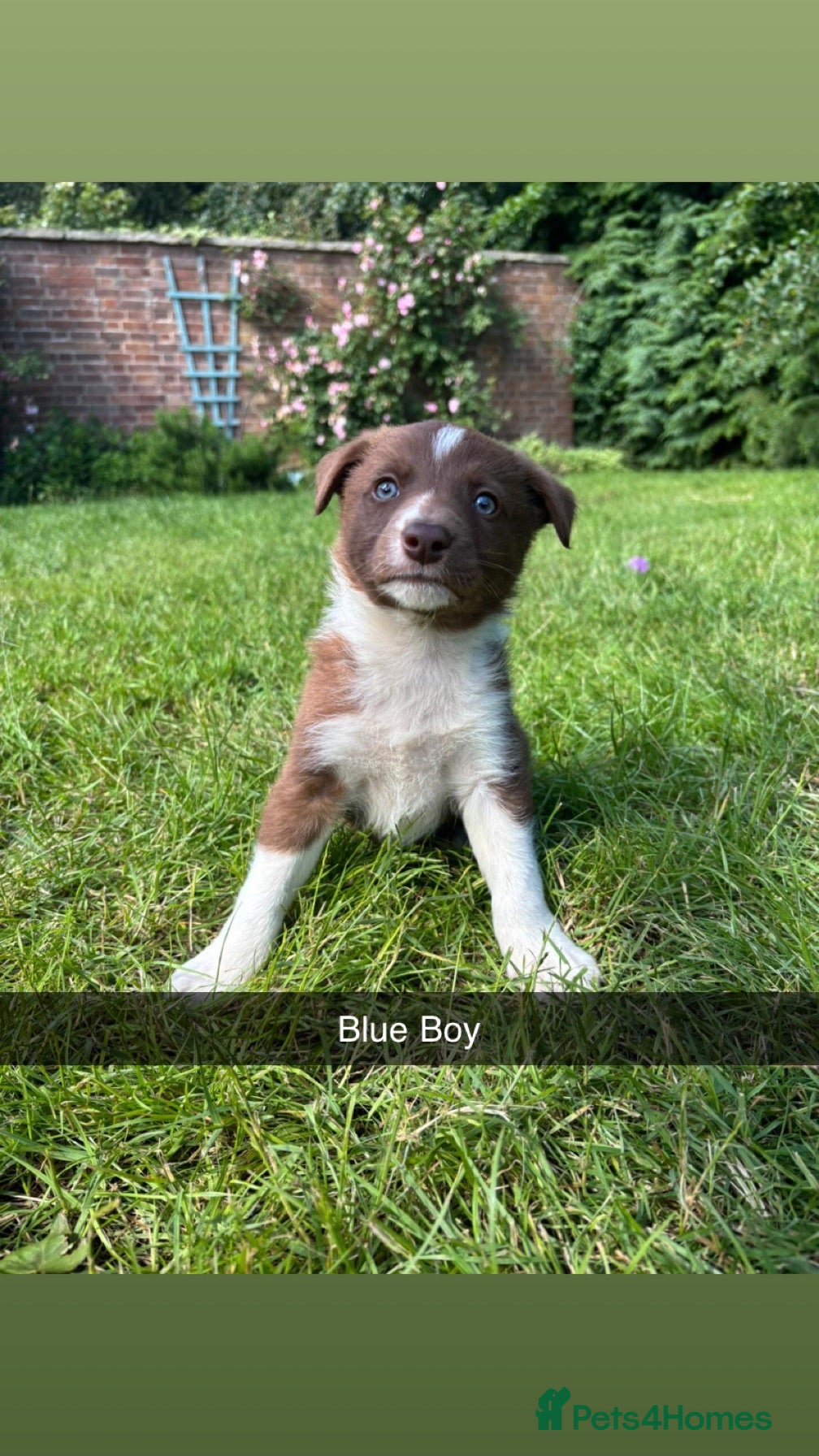 Border Collie dogs 6 Red, White & Tan Health Tested puppies ISDS - Advert 1