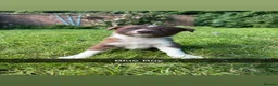 Border Collie dogs for sale: 6 Red, White & Tan Health Tested puppies ISDS - Advert 3