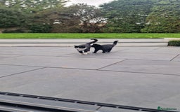 Domestic Shorthair cats for sale: Panda & Soots 2 Gorgeous Older Kittens - Image 3