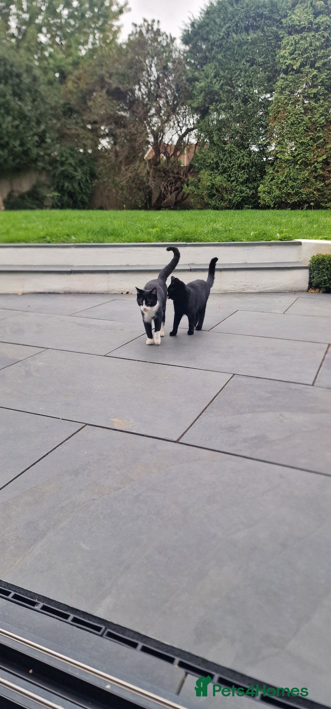 Domestic Shorthair cats for sale: Panda & Soots 2 Gorgeous Older Kittens - Image 3