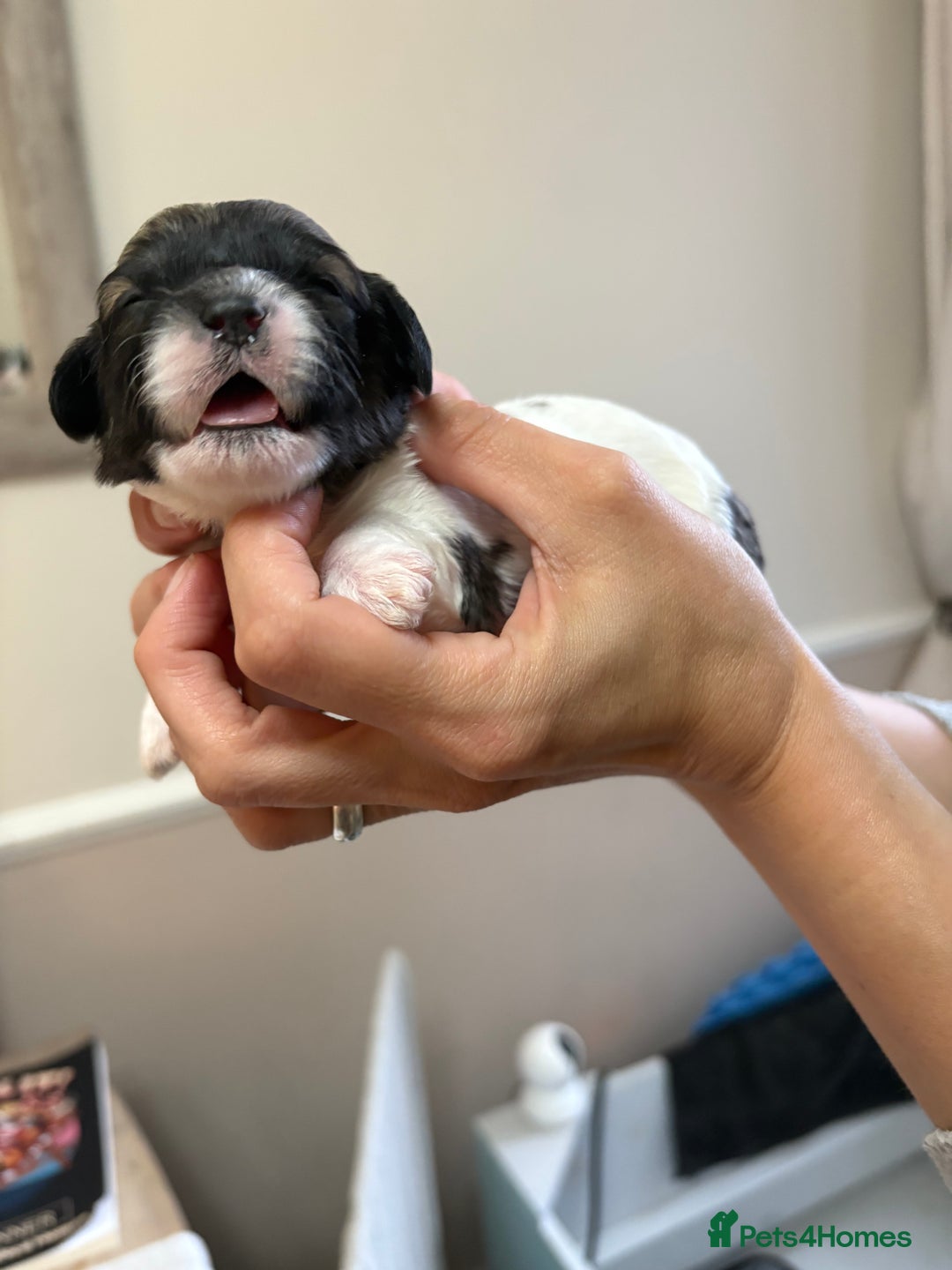 Mixed Breed dogs for sale: 6 beautiful Shihpoo + cotton de Tulear puppies - Image 11