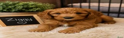 Australian Labradoodle dogs for sale: Outstanding 5 🌟🌟 Australian labradoodle litter  - Advert 6
