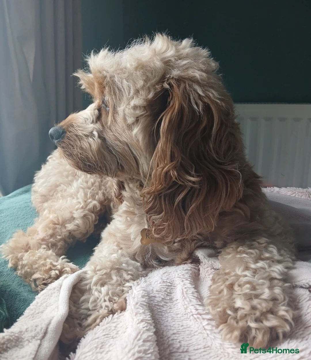 Cavapoo dogs for sale: Rupert - Advert 4