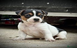 Jack Russell dogs for sale: Outstanding jack russels  - Image 15
