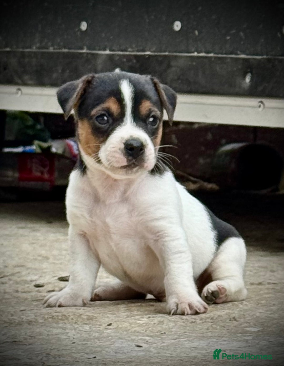 Jack Russell dogs for sale: Outstanding jack russels  - Image 15