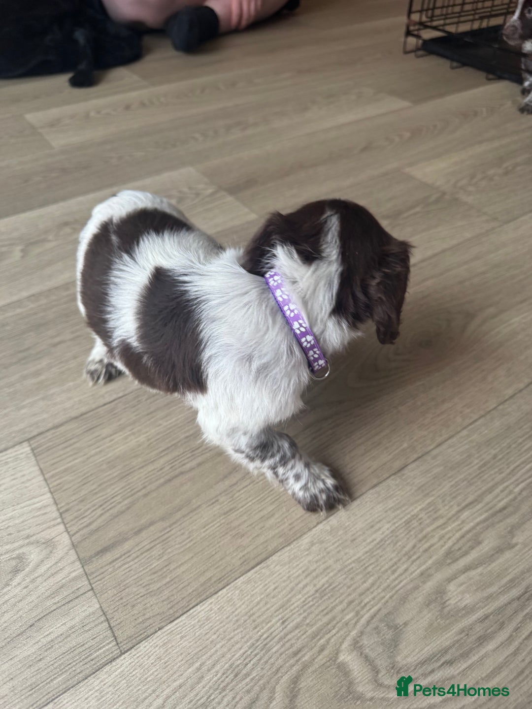Sprocker dogs for sale: Sprocker spaniel puppy’s  - Image 19