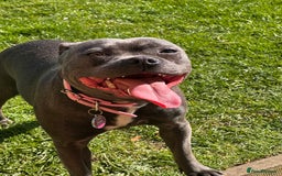 Staffordshire Bull Terrier dogs for sale: Blue staffy pups - Image 2