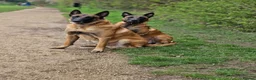 Belgian Shepherd Dog dogs for sale: Beautiful KC Registered Belgian Malinois Puppies - Advert 2