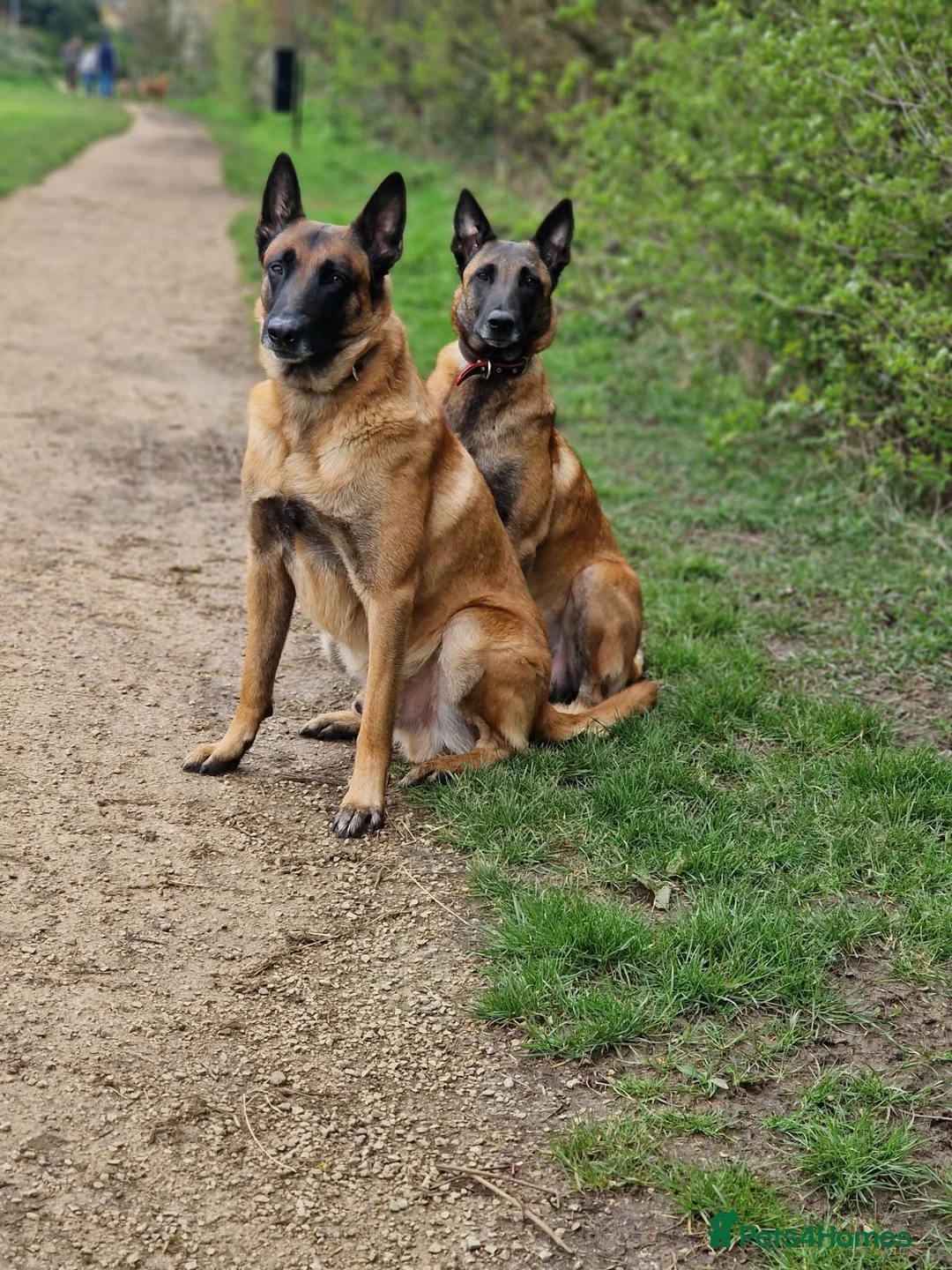 Belgian Shepherd Dog dogs for sale: Beautiful KC Registered Belgian Malinois Puppies - Advert 2
