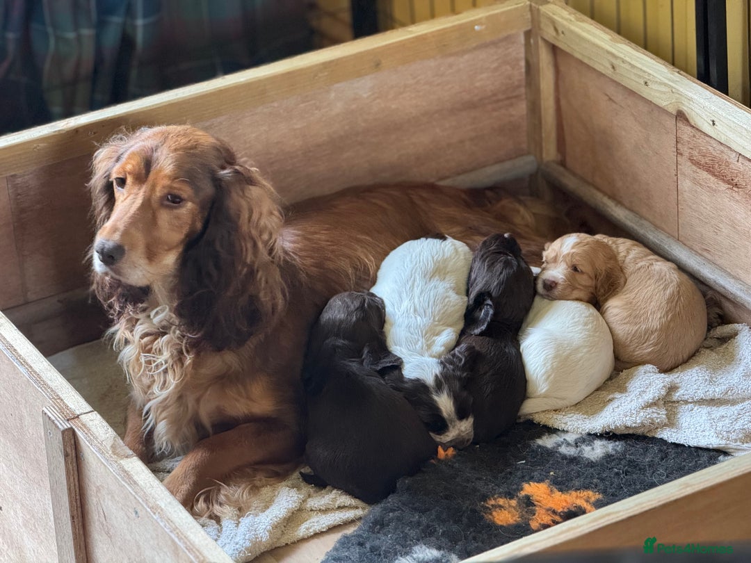 Cocker Spaniel dogs for sale: Beautiful working cocker spaniels 3 of each sex - Image 8