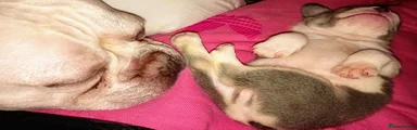 French Bulldog 1