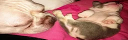 French Bulldog dogs for sale: Beautiful French Bulldog Babies in Darlington - Advert 9