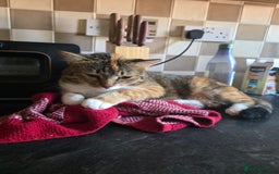 Mixed Breed cats for adoption: Hiyori & Ollie - beautiful pair - Image 15