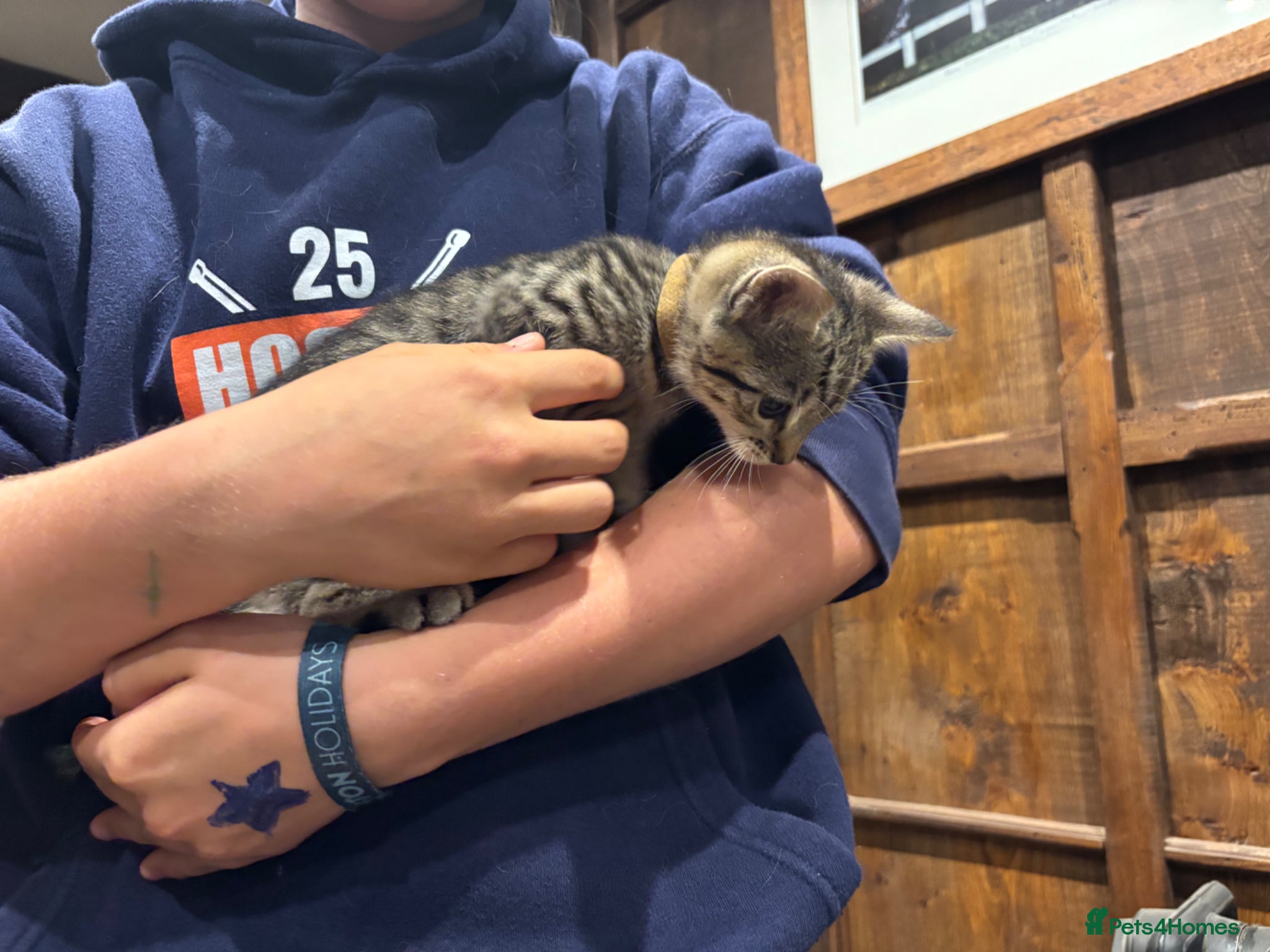 Mixed Breed cats for sale: Gorgeous Kittens Looking for 5* Forever Homes  - Advert 23