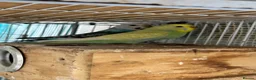 Budgerigars birds for sale: Bonded breeding pair budgies  - Advert 4