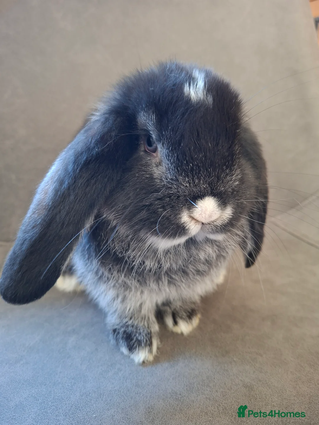 French Lop rabbits for sale: Pure bred French Lop babies - Advert 2