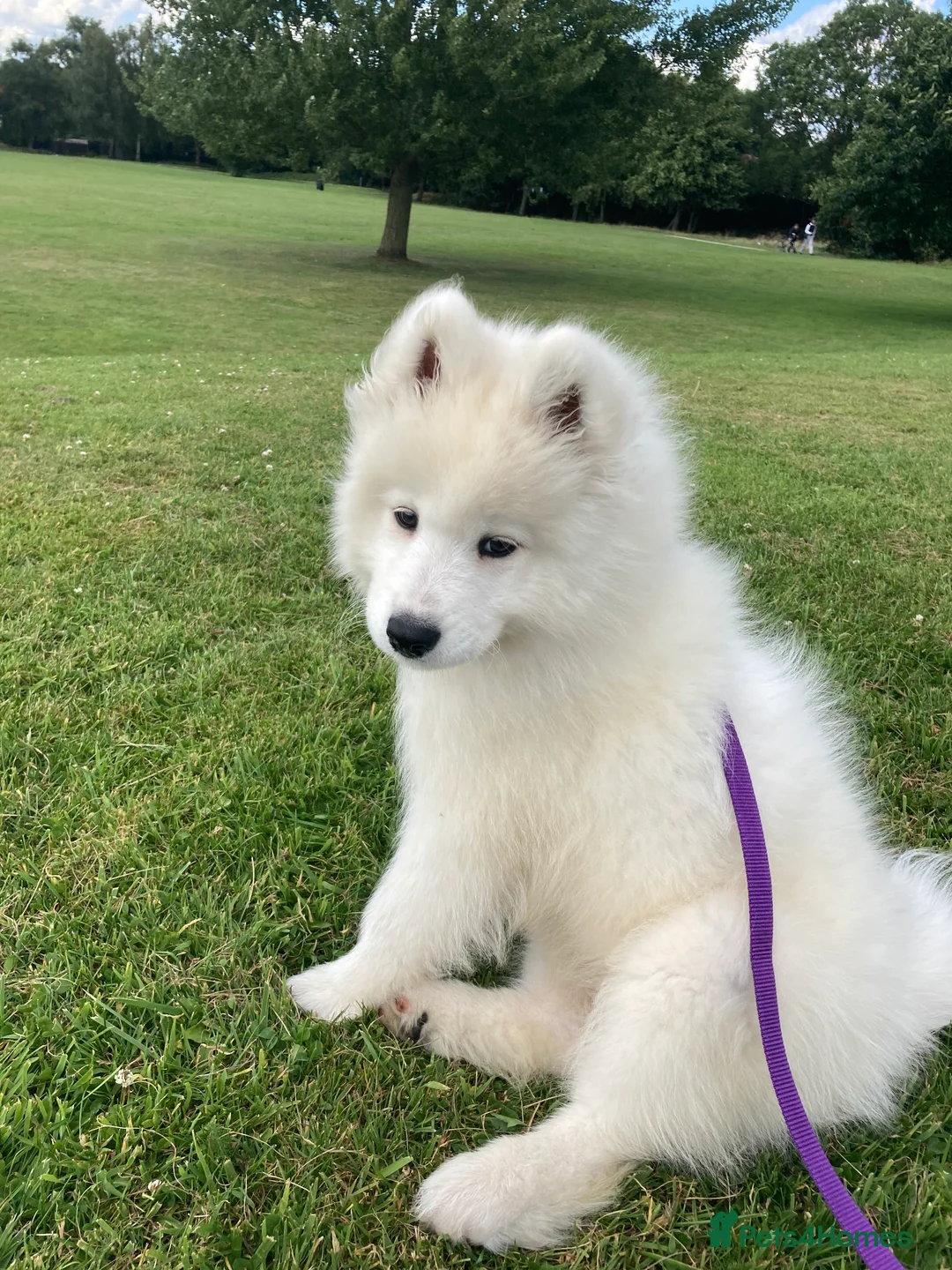 Samoyed dogs for sale: KC registered Samoyed Female - Advert 5
