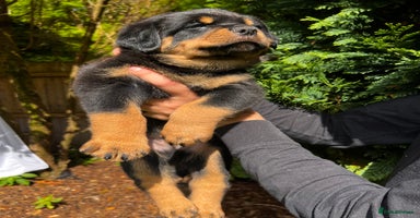 Rottweiler dogs - Advert 1