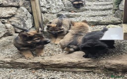 German Shepherd dogs for sale: German Shepherd Puppies  - Image 9