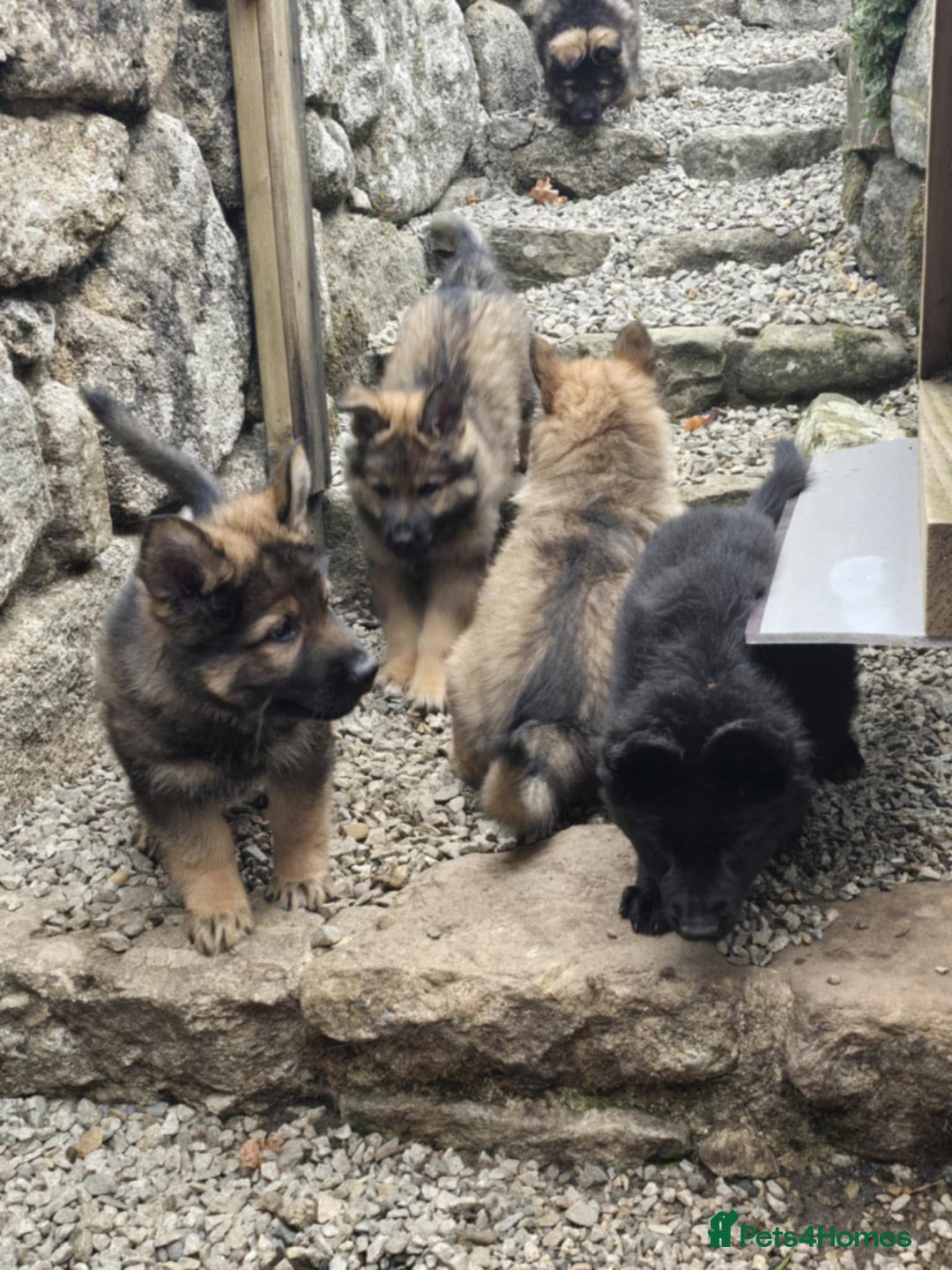 German Shepherd dogs for sale: German Shepherd Puppies  - Image 9