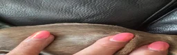 Chihuahua dogs for sale: Stunning Long Haired Chihuahua Puppies - Advert 24