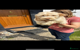 Cockapoo dogs for sale: Fully vac’d Dna health tested clear Cockapoo’s  - Image 21